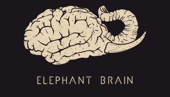 elephantBrain